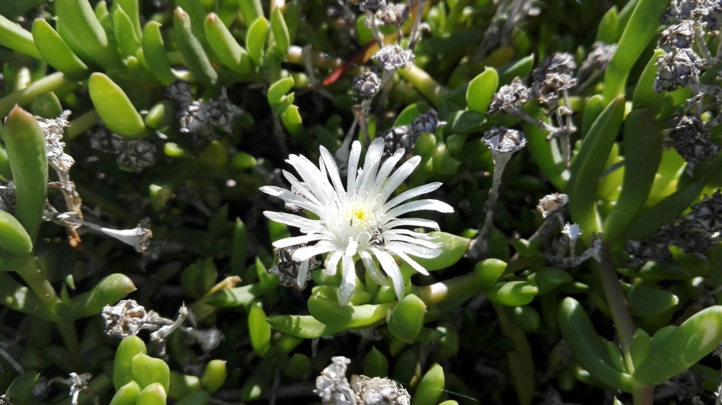 Delosperma uncinatum