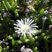 Delosperma uncinatum - Photo (c) Luc Strydom, some rights reserved (CC BY-NC), uploaded by Luc Strydom