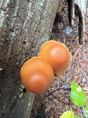 Gymnopilus rufescens
