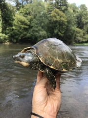Graptemys pearlensis