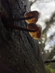 Gymnopilus rufescens