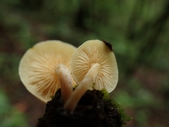 Hypholoma subviride