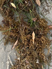 Sargassum horneri