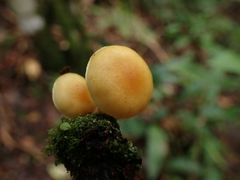 Hypholoma subviride