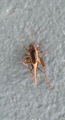 Trigonidiidae