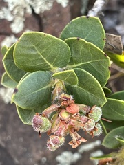 Arctostaphylos imbricata