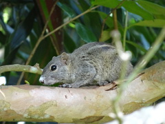 Funambulus palmarum