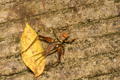 Cardiodactylus guttulus