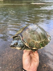 Graptemys pearlensis