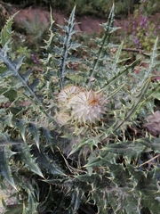 Cirsium ehrenbergii
