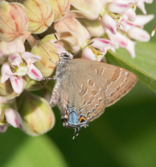 Satyrium caryaevorus