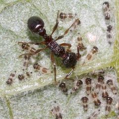 Myrmicinae