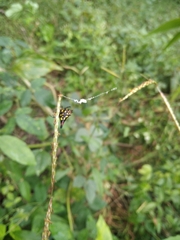 Gasteracantha geminata