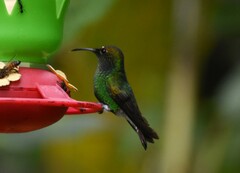 Microchera cupreiceps