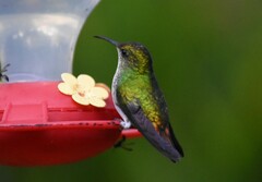 Microchera cupreiceps