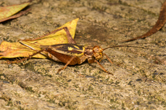 Cardiodactylus guttulus