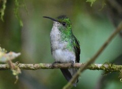 Microchera cupreiceps