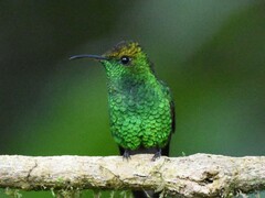 Microchera cupreiceps