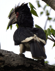 Bycanistes bucinator