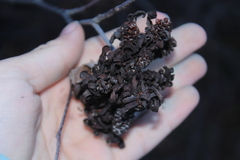 Taphrina robinsoniana