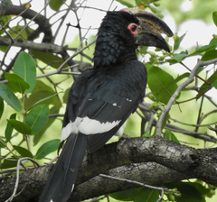 Bycanistes bucinator