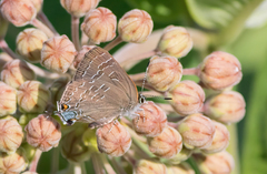 Satyrium caryaevorus