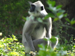 Semnopithecus priam