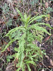 Pseudognaphalium californicum