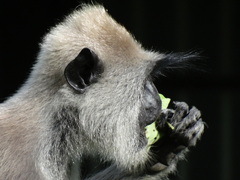 Semnopithecus priam