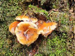 Pholiota velaglutinosa