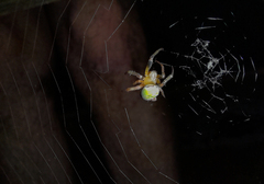 Araneus lathyrinus