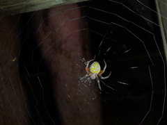 Araneus lathyrinus
