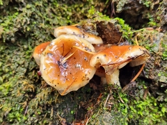Pholiota velaglutinosa