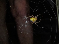Araneus lathyrinus