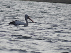 Pelecanus philippensis