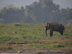 Elephas maximus maximus