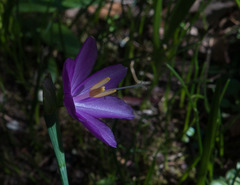 Olsynium douglasii