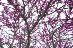 Cercis