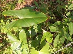 Philodendron sagittifolium