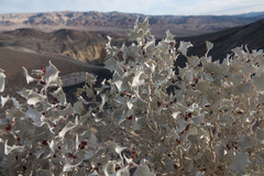 Atriplex hymenelytra
