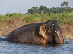 Elephas maximus maximus