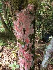 Herpothallon rubrocinctum