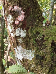 Herpothallon rubrocinctum