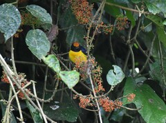 Euphonia anneae