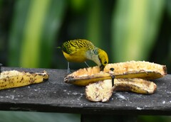 Tangara icterocephala