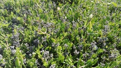 Delosperma uncinatum