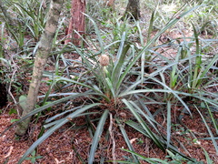 Bromelioideae