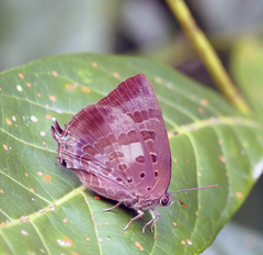 Arhopala madytus