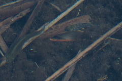 Cyprinodon nevadensis