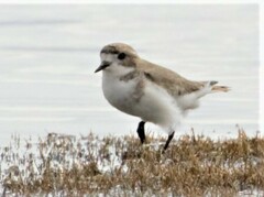 Charadrius alticola